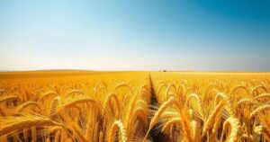 Golden wheat field under clear blue sky, representing Argentina's grain export growth and economy.